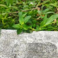 stone wall with green leaves photo