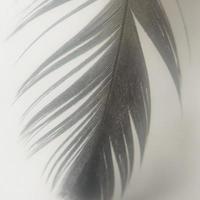 Quill for background photo