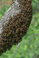 Honey bees swarm on trees, insects are workers. photo