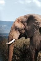 retrato de elefante, sudáfrica foto