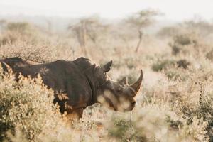 Endangered white rhino photo