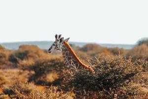 African giraffe, South Africa photo