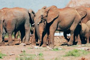 Elephants, South Africa photo