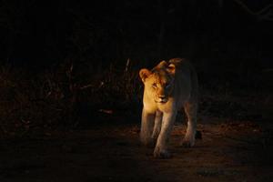 puesta del sol del retrato del león africano femenino foto