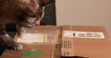 um adorável gato de estimação tentando abrir uma caixa de papelão lacrada - tiro no meio video