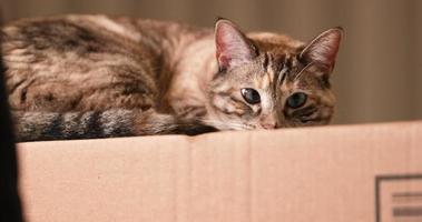 A Stunning Scenery Of A Cat Trying To Sleep On The Top Of The Box - Slow Motion Shot video