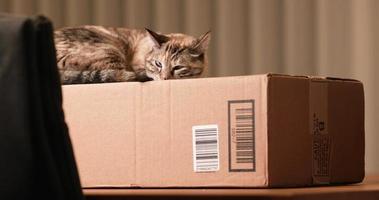 Wonderful Scenery Of A Cat Relaxing At the top Of Paper Box  - Wide Shot video