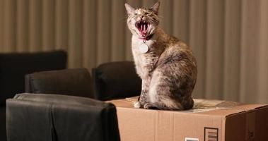 chat brun debout et bâillant sur le dessus de la boîte en papier - prise de vue au ralenti video