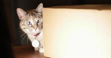 la mirada adorable de un gato doméstico escondido detrás de una caja de cartón y mirando curiosamente a la cámara - cámara lenta video