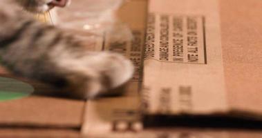 An adorable attempt of a pet cat trying to open a closed cardboard paper box - Close up video