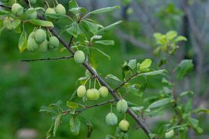 unripe plum on a branch close-up photo