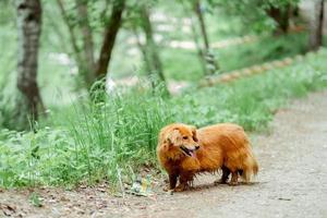 Small ginger dog of the Nevskaya Orchid breed for a walk. ed-haired dog walks in the park. Purebred small hunting dog photo