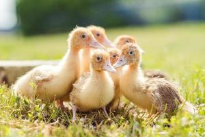 Little ducklings are walking on green grass, close up photo