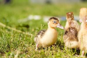 Little ducklings are walking on green grass, close up photo