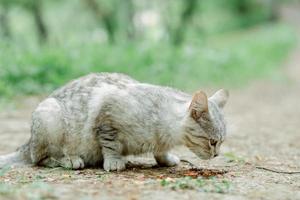 street kitten eating cat food. british cat mix. light gray cat outdoors close-up eats food. street cat photo