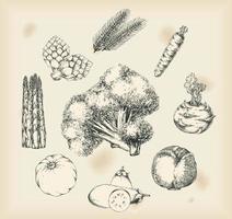 Vegetables drawings- isolated objects vector