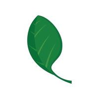 Spinach leaf icon, flat style vector