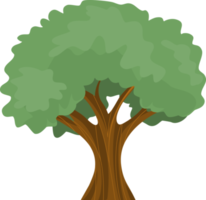 árbol verde aislado. png