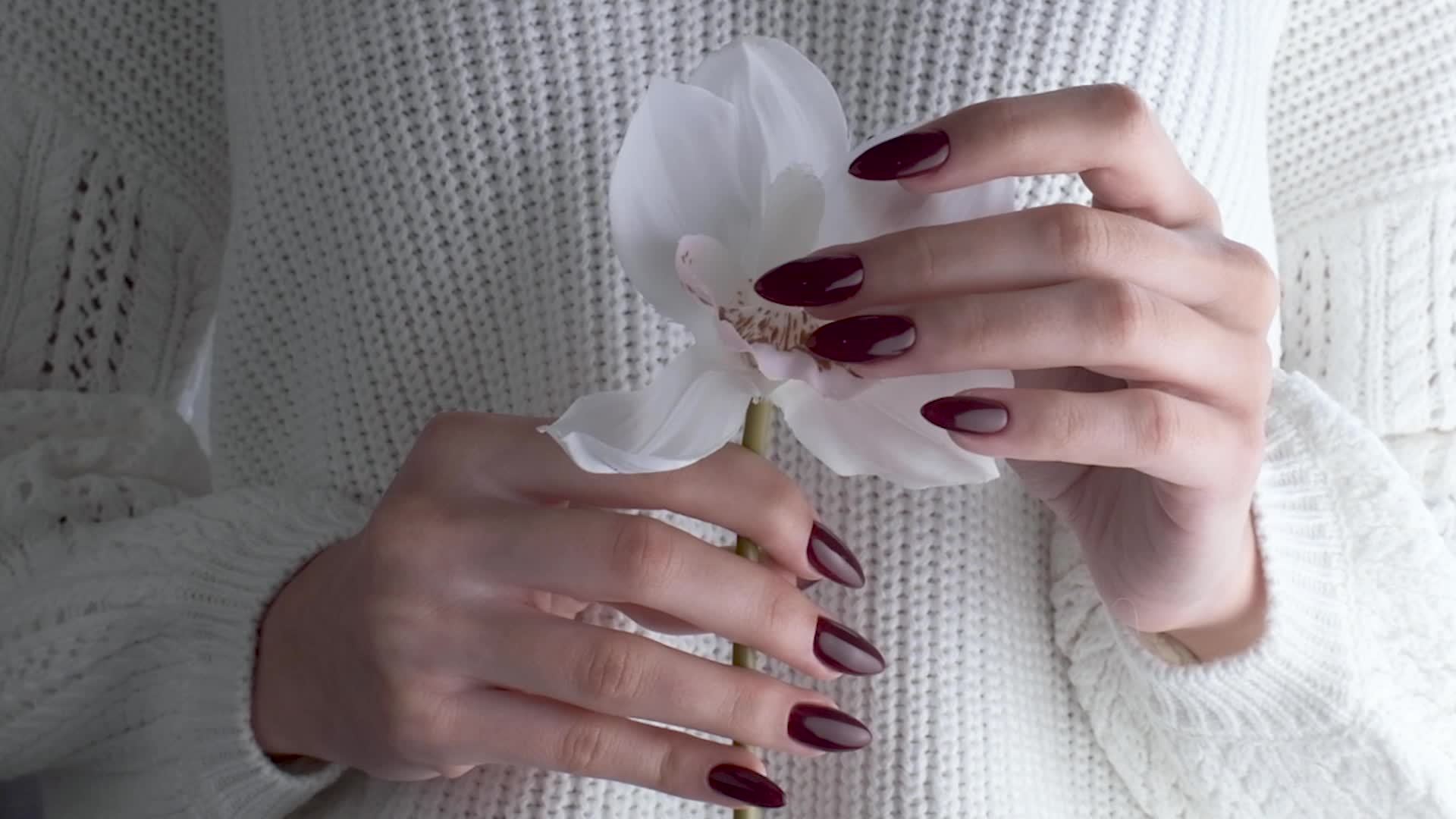 Beautiful hands of a young woman with dark red manicure on nails. Orchid  flower in a girl's hands 14529389 Stock Video at Vecteezy