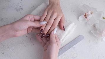 hermosas manos de una mujer joven con manicura roja oscura en las uñas. proceso de manicura.