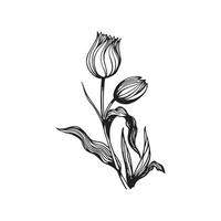 hand drawn tulip line art illustration vector