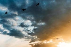 Bright colorful sunset, yellow blue and red tones with birds. photo