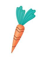 fresh carrot vegetable vector