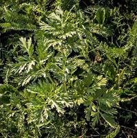 Closeup of fresh growing sweet wormwood Artemisia Annua, sweet annie, annual mugwort grasses in the wild field, Artemisinin medicinal plant, natural green grass leaves texture wallpaper background photo