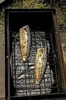 pescado caballa en un adobo en una parrilla en un ahumadero. el proceso de cocción de la caballa ahumada en caliente foto