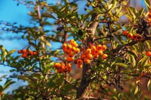 Bright red berries of Pyracantha coccinea, scarlet fiery fruits on a branch of a tree growing in the park. Blurred green bush and blue sky in the background.