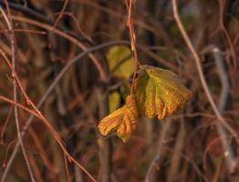 Close-up of a common hazel plant or Corylus heterophylla growing in a forest. photo