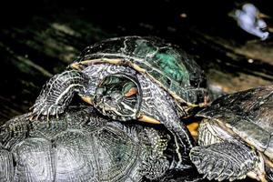 River turtle in the habitat. Turtle in the water and on wooden platforms. photo