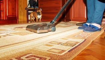 Owner of cute dog cleaning carpet at home. photo