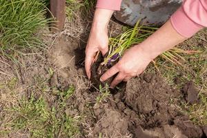 manos femeninas plantan plántulas en suelo fértil y plantas de mantillo foto