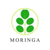 logotipo vectorial de moringa vector