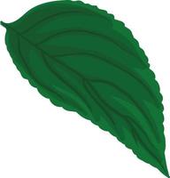 ilustración de una hoja de planta verde detallada vector
