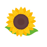 blooming yellow sunflowers full of sunflower seeds inside for decorating welcome cards png