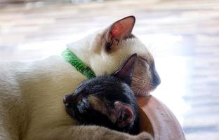 White mother cat sleeping hugging a black kitten photo