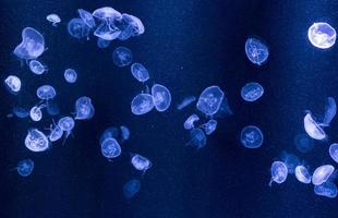 Jelly fish in the aquarium photo