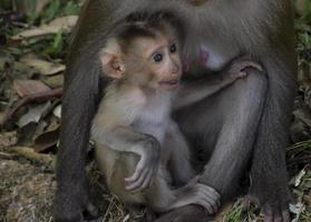 Baby monkey is with mother monkey. photo