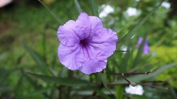 Ruellia simplex the Mexican petunia, Mexican bluebell or Britton's wild petunia, is a species of flowering plant in the family Acanthaceae is an ornamental plant that is widely planted in roadside. photo