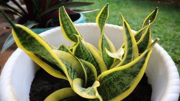 el enfoque selectivo de la pagoda sansevieria, la popular planta interior y exterior para la decoración del hogar, la planta suculenta, menos agua y menos luz solar pueden crecer bien en un lugar sombreado. foto