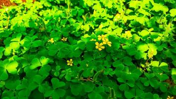 Common yellow wood sorrel Oxalidacea known as wild plant can live under the tree or shady area. photo