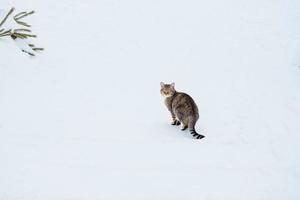 gato multicolor se sienta en la nieve. gatos abandonados en invierno foto