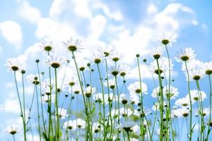 large daisies against the sky. summer flowers from below. flowers like from a fairy tale photo