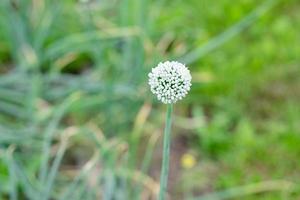 primer plano de la flor de ajo sobre un fondo de vegetación foto