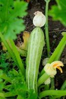 calabacín pequeño con una flor grande. vegetales cultivados orgánicamente foto