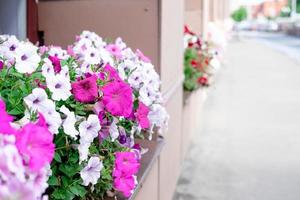 pink petunias planted outside by the window. Street window decorations with flowers photo