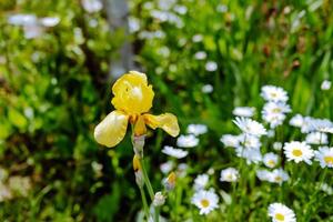 yellow iris close-up on a background of daisies photo