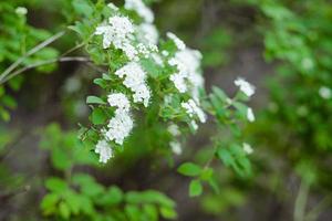 Bush with flowers Spirea cantona close-up photo